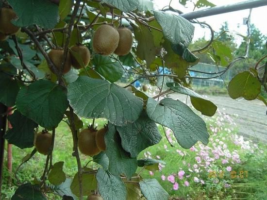 キウイ Kiwi 薬草と花紀行のホームページ