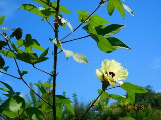 ワタ 綿 インドワタ 薬草と花紀行のホームページ