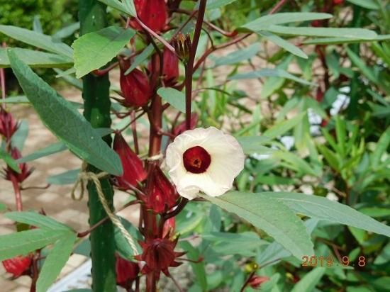 ローゼル 薬草と花紀行のホームページ ローゼル 薬草と花紀行のホームページ