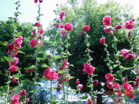 タチアオイ 立葵 薬草と花紀行のホームページ