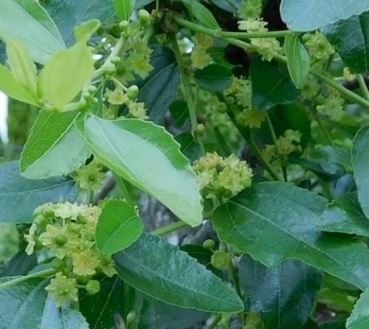 ナツメ 棗 薬草と花紀行のホームページ