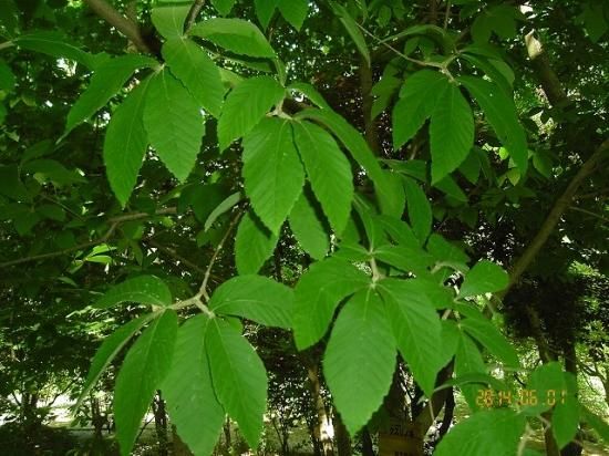 ぴろ　めぐすりの木 メグスリノキ（目薬の木、目薬木） - 薬草と花紀行のホームページ