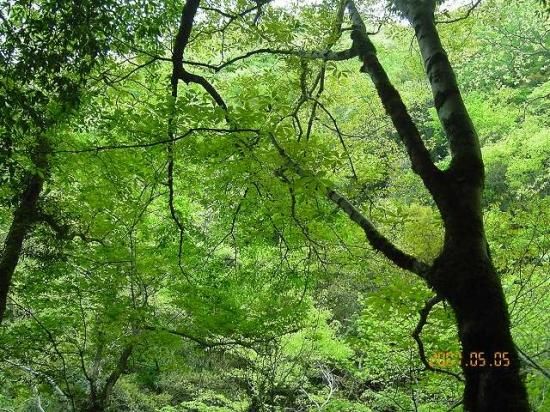 ぴろ　めぐすりの木 メグスリノキ（目薬の木、目薬木） - 薬草と花紀行のホームページ