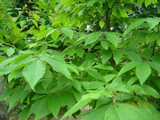メグスリノキ（目薬の木、目薬木） - 薬草と花紀行のホームページ