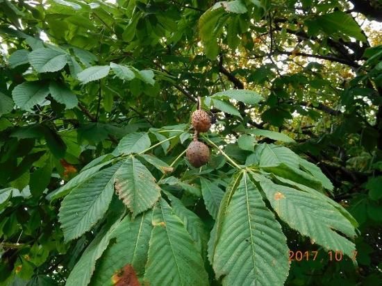 セイヨウトチノキ 西洋栃の木 薬草と花紀行のホームページ