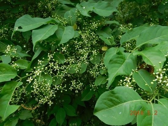 マユミ 檀 真弓 檀弓 薬草と花紀行のホームページ