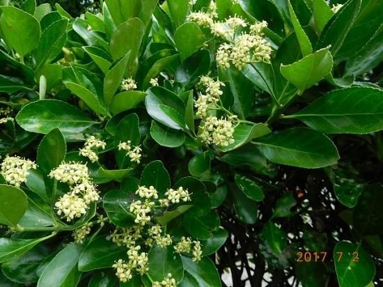 マサキ 柾 正木 薬草と花紀行のホームページ