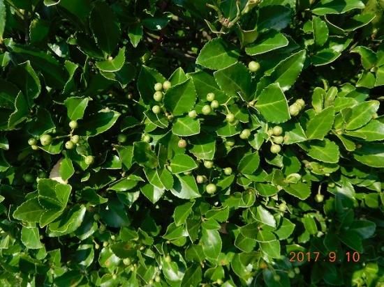 マサキ 柾 正木 薬草と花紀行のホームページ