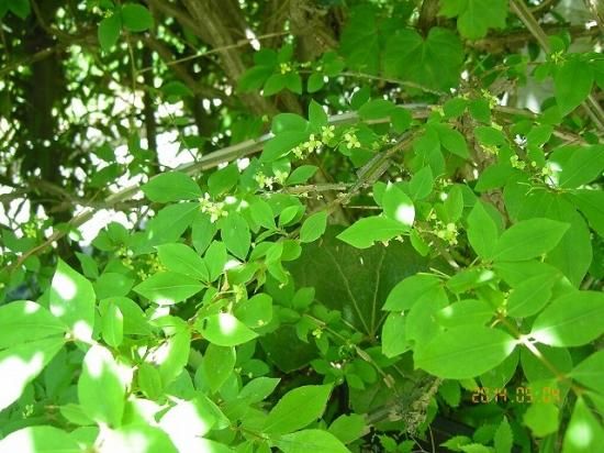 ニシキギ 錦木 薬草と花紀行のホームページ