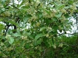 グミ科 薬草と花紀行のホームページ グミ科 薬草と花紀行のホームページ