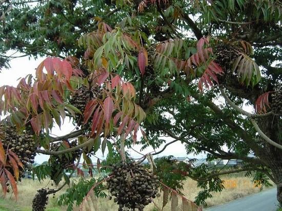 ハゼノキ 櫨の木 黄櫨の木 薬草と花紀行のホームページ