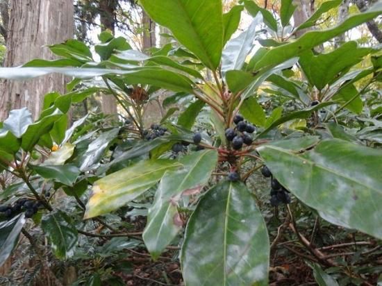ユズリハ 譲葉 薬草と花紀行のホームページ