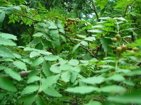サンショウ 山椒 薬草と花紀行のホームページ