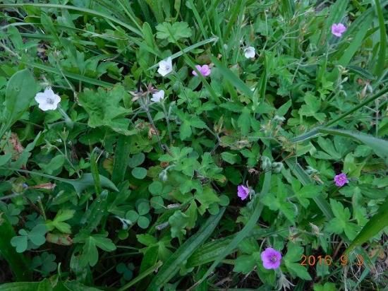 ゲンノショウコ 現の証拠 薬草と花紀行のホームページ ゲンノショウコ 現の証拠 薬草と花紀行のホームページ
