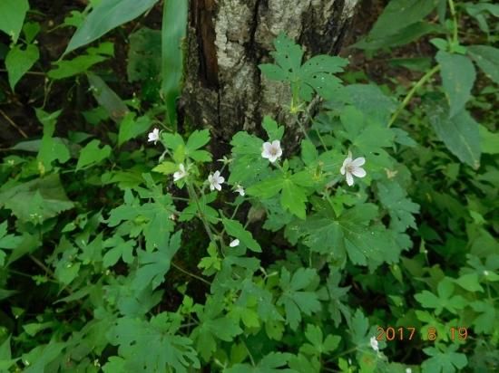 ゲンノショウコ 現の証拠 薬草と花紀行のホームページ ゲンノショウコ 現の証拠 薬草と花紀行のホームページ
