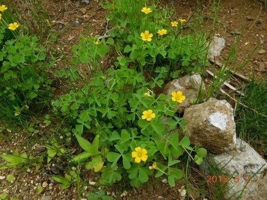 カタバミ 片喰 傍食 薬草と花紀行のホームページ