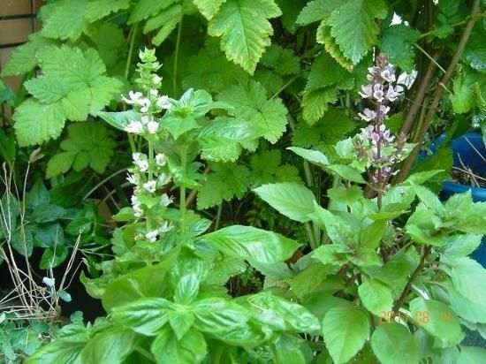 バジル Basil 薬草と花紀行のホームページ