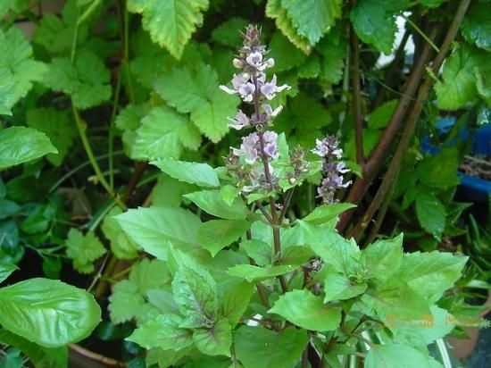 バジル Basil 薬草と花紀行のホームページ バジル Basil 薬草と花紀行のホームページ