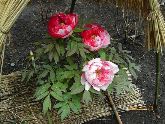 ボタン 牡丹 薬草と花紀行のホームページ