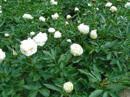 シャクヤク 芍薬 薬草と花紀行のホームページ