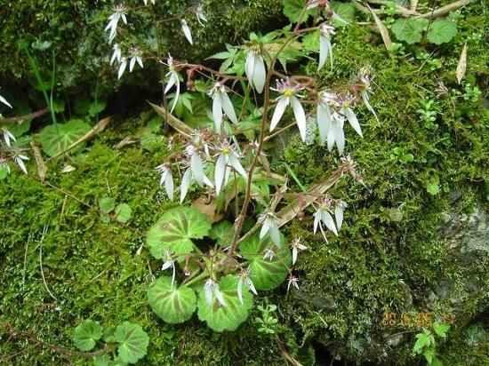 ユキノシタ 雪の下 薬草と花紀行のホームページ ユキノシタ 雪の下 薬草と花紀行のホームページ