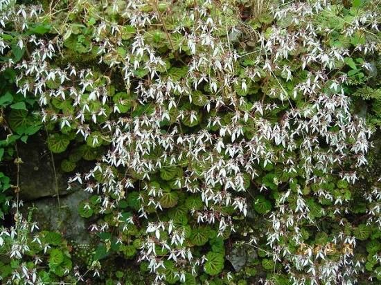 ユキノシタ 雪の下 薬草と花紀行のホームページ ユキノシタ 雪の下 薬草と花紀行のホームページ