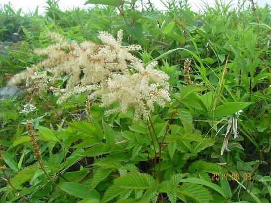 ヤマブキショウマ 山吹升麻 薬草と花紀行のホームページ ヤマブキショウマ 山吹升麻 薬草と花紀行のホームページ
