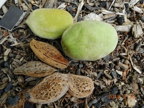 アーモンド 薬草と花紀行のホームページ アーモンド 薬草と花紀行のホームページ