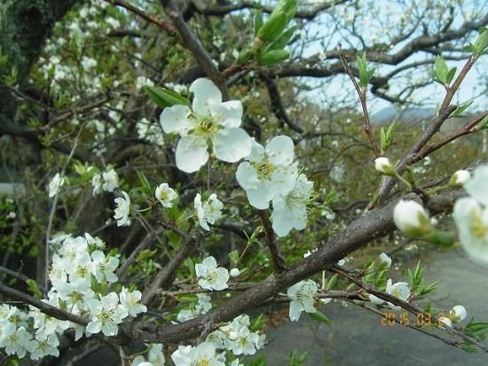 ナシ 梨 薬草と花紀行のホームページ