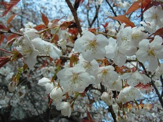 サクラ ヤマザクラ 山桜 薬草と花紀行のホームページ