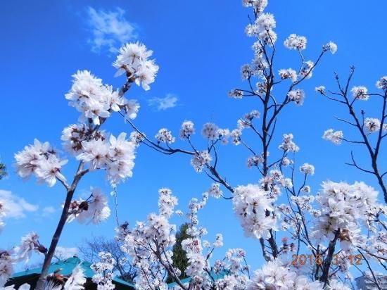 セイヨウミザクラ 西洋実桜 サクランボ 薬草と花紀行のホームページ