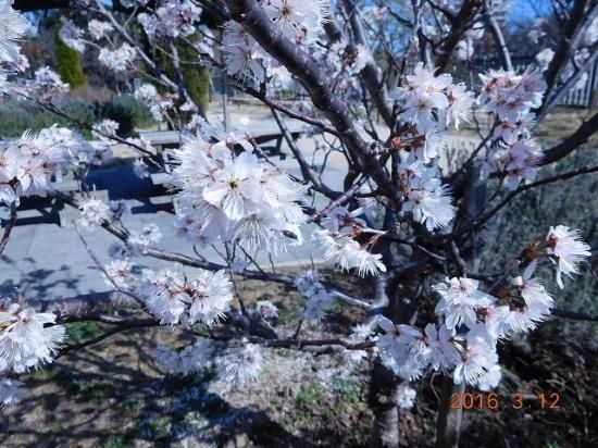 セイヨウミザクラ 西洋実桜 サクランボ 薬草と花紀行のホームページ