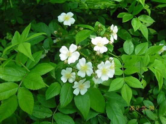 ノイバラ 野茨 薬草と花紀行のホームページ ノイバラ 野茨 薬草と花紀行のホームページ