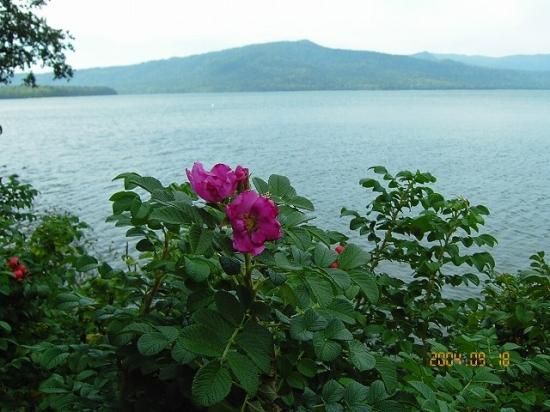 ハマナス ハマナシ 浜梨 薬草と花紀行のホームページ ハマナス ハマナシ 浜梨 薬草と花紀行のホームページ