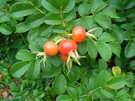 ハマナス ハマナシ 浜梨 薬草と花紀行のホームページ