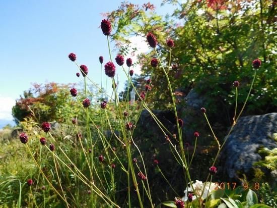 ワレモコウ様 ワレモコウ | Sanguisorba officinalis | かぎけん花図鑑