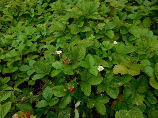 ワイルドストロベリー（Wild Strawberry） - 薬草と花紀行のホームページ