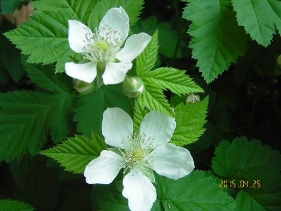 ラズベリー Raspberry 薬草と花紀行のホームページ ラズベリー Raspberry 薬草と花紀行のホームページ