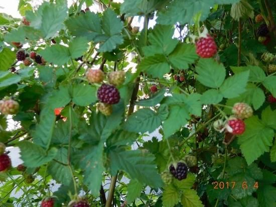 ラズベリー Raspberry 薬草と花紀行のホームページ
