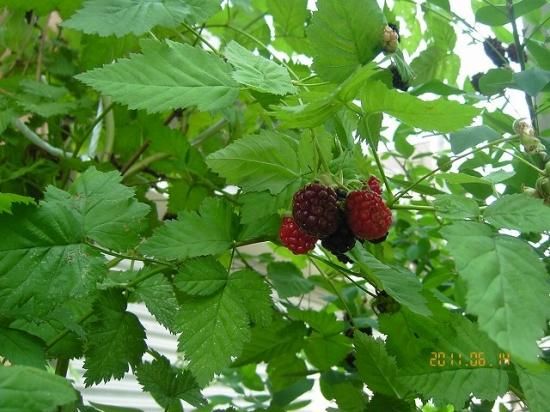 ラズベリー Raspberry 薬草と花紀行のホームページ