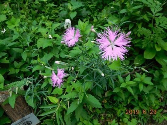 ナデシコ カワラナデシコ 河原撫子 薬草と花紀行のホームページ