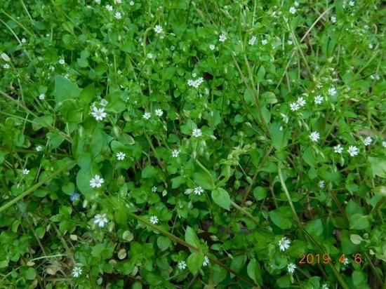 ハコベ 繁縷 薬草と花紀行のホームページ ハコベ 繁縷 薬草と花紀行のホームページ