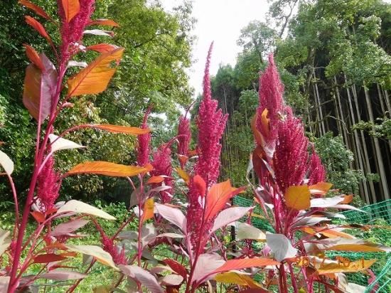 アマランサス Amaranthus 薬草と花紀行のホームページ