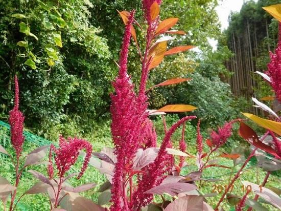 アマランサス Amaranthus 薬草と花紀行のホームページ