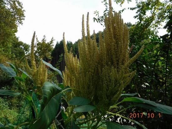 アマランサス Amaranthus 薬草と花紀行のホームページ アマランサス Amaranthus 薬草と花紀行のホームページ