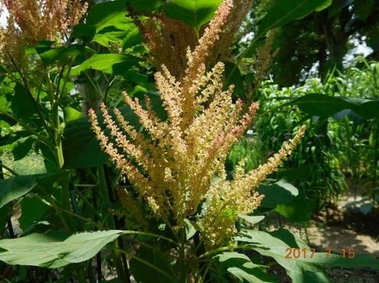 アマランサス Amaranthus 薬草と花紀行のホームページ