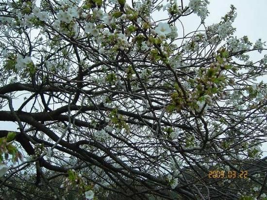 サクラ オオシマザクラ 大島桜 薬草と花紀行のホームページ サクラ オオシマザクラ 大島桜 薬草と花紀行のホームページ