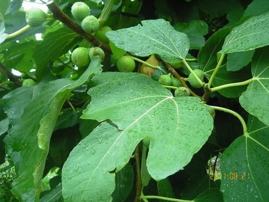 イチジク 無花果 薬草と花紀行のホームページ
