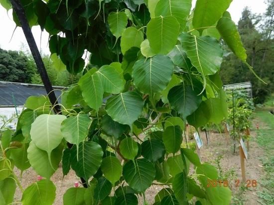インドボダイジュ 印度菩提樹 薬草と花紀行のホームページ インドボダイジュ 印度菩提樹 薬草と花紀行のホームページ