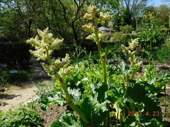 ルバーブ Rhubarb 薬草と花紀行のホームページ